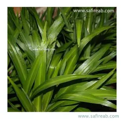 کلروفیتوم بیچتی گرین