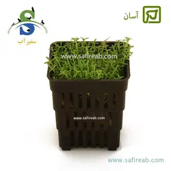 هدیوتیس سالزمانی