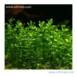 هدیوتیس سالزمانی
