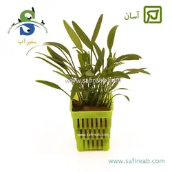 کریپتوکورین لوسنس