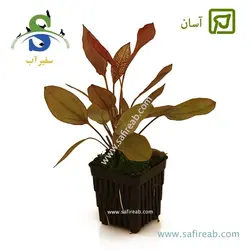 اچینودوروس آفلامه