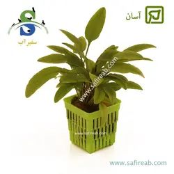کریپتوکورین ویلیسی