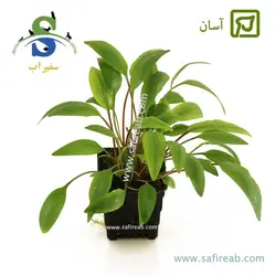 کریپتوکورین پتچی