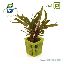 کریپتوکورین میویا