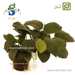 آنوبیاس بارتری وار بارتری براود لیف سایز متوسط