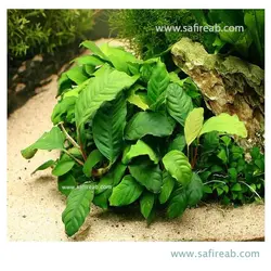 آنوبیاس بارتری وار بارتری براود لیف سایز بزرگ