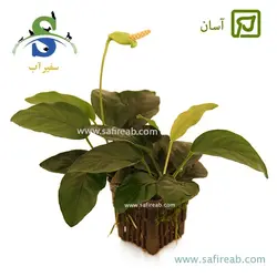 آنوبیاس بارتری وار بارتری سایز متوسط