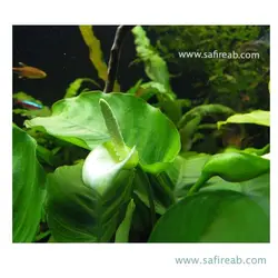 آنوبیاس بارتری وار بارتری سایز متوسط