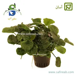 آنوبیاس بارتری روند (گلد کوین)