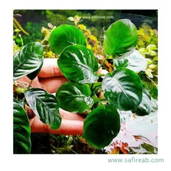 آنوبیاس بارتری روند (گلد کوین)