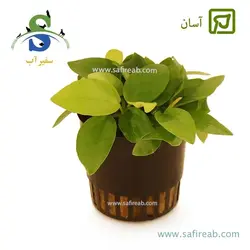 آنوبیاس اسپیشز گلدن (طلایی) سایز متوسط
