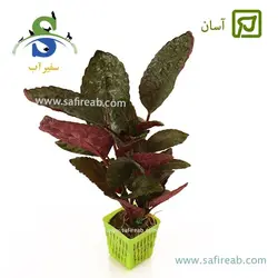 میکروسوریوم فلمینگ