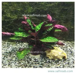 میکروسوریوم فلمینگ