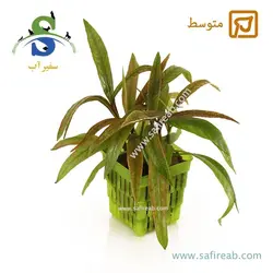 هایگروفیلا بیدی روبرا