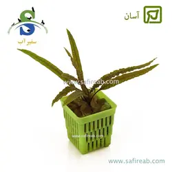 کریپتوکورین رترسپیرالیس