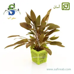 کریپتوکورین ونتی براون ایندو