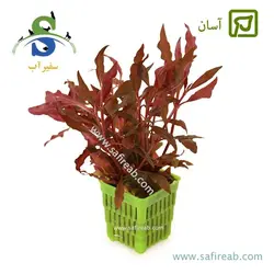 آلترنانترا رز