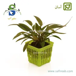 کریپتوکورین بکتی
