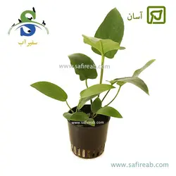 آنوبیاس هاستی فولیا