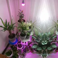 لامپ 7 وات (سرپیچی) گیاه