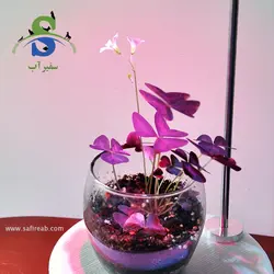نور و استند گیاه مدل گلبرگی صفحه جمع کد DN605