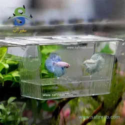 پرورشگاه و زایشگاه و قرنطینه ماهی کوچک