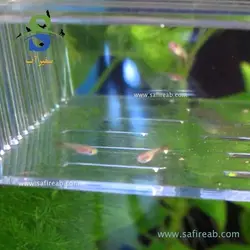 پرورشگاه و زایشگاه و قرنطینه ماهی کوچک