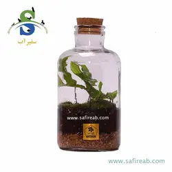 تراریوم کد H711