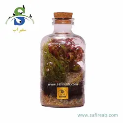 تراریوم کد H710