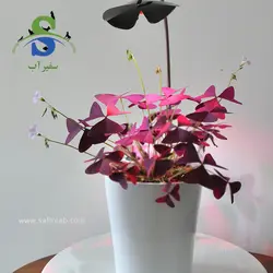 نور و استند گیاه مدل گلبرگی کد DN602