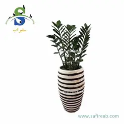 زاموفیلیا کد M0839