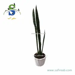 سانسوریا کد M0834