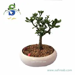 بونسای کراسولا خرفه (پرپیمیوم) کد M0821
