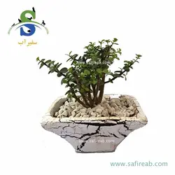 بونسای کراسولا خرفه (پرپیمیوم) کد M0819