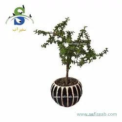 بونسای کراسولا خرفه (پرپیمیوم) کد M0817