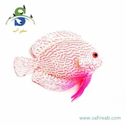 دکوری ماهی دیسکس متحرک شبرنگ