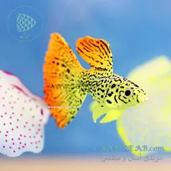 دکوری ماهی گوپی متحرک شبرنگ
