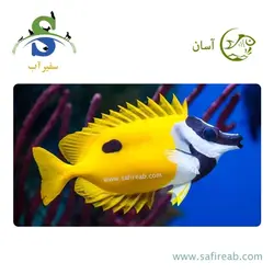 ماهی صورت روباهی