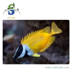 ماهی صورت روباهی