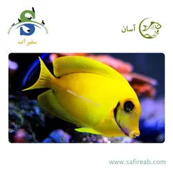 ماهی جراح میمیک