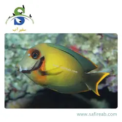 ماهی جراح میمیک