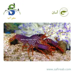 لابستر بنفش