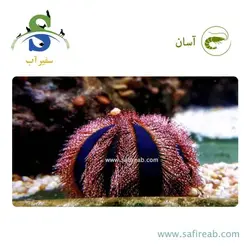 توتیا تاکسیدو آبی