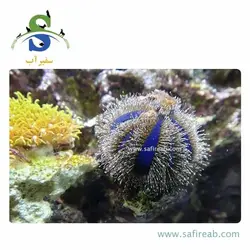 توتیا تاکسیدو آبی