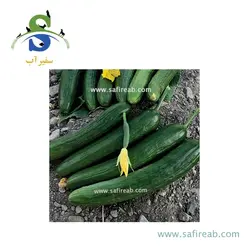 بذر خیار هیبرید اورکا کلوز