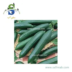 بذر خیار هیبرید SV4196CD سمینیس