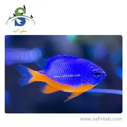 ماهی دامسل متالیک شکم زرد