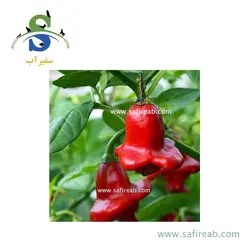 بذر فلفل زینتی زنگوله ای جی پی سید