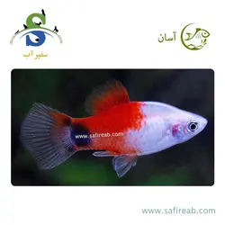 ماهی پلاتی میکی موس