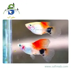 ماهی پلاتی میکی موس